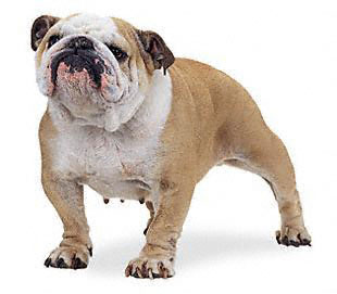 Buldog angelski